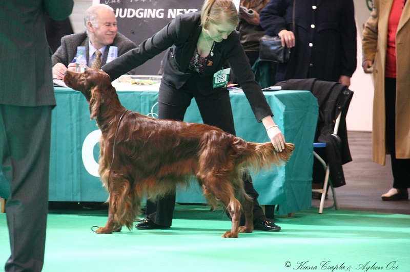 Crufts2011 523.jpg